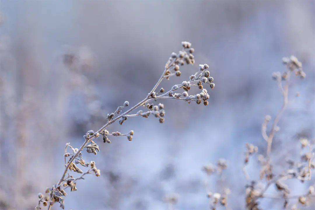 小雪 ▎冬藏萬物，歲月沉香